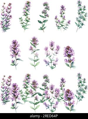 Thymus vulgaris. Aquarell-Set aus violetten Wildblumen. Isoliert auf weißem Hintergrund Stock Vektor