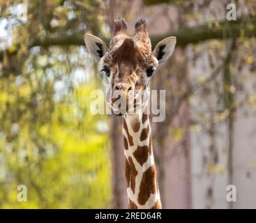 Giraffe, die lustige Gesichter zieht und die lange Zunge herauszieht Stockfoto