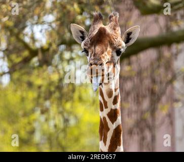 Giraffe, die lustige Gesichter zieht und die lange Zunge herauszieht Stockfoto