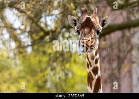 Giraffe, die lustige Gesichter zieht und die lange Zunge herauszieht Stockfoto