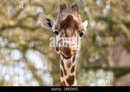 Giraffe, die lustige Gesichter zieht und die lange Zunge herauszieht Stockfoto