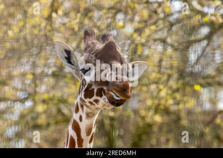 Giraffe, die lustige Gesichter zieht und die lange Zunge herauszieht Stockfoto