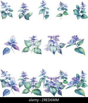 Plectranthus.Watercolor Vektorset aus lilafarbenen Basilikumblüten. Handgezeichnete Illustration. Stock Vektor