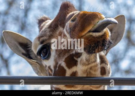 Giraffe, die lustige Gesichter zieht und die lange Zunge herauszieht Stockfoto