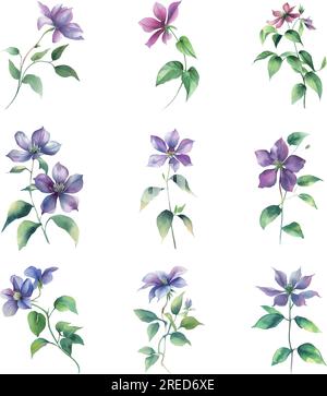 Clematis. Aquarelle Darstellung eines Straußes von Clematis-Blüten. Stock Vektor