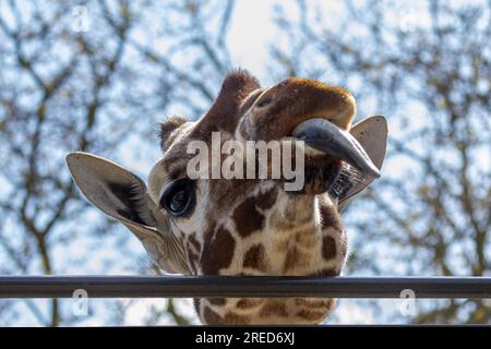 Giraffe, die lustige Gesichter zieht und die lange Zunge herauszieht Stockfoto