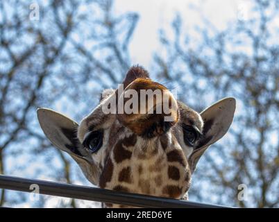 Giraffe, die lustige Gesichter zieht und die lange Zunge herauszieht Stockfoto