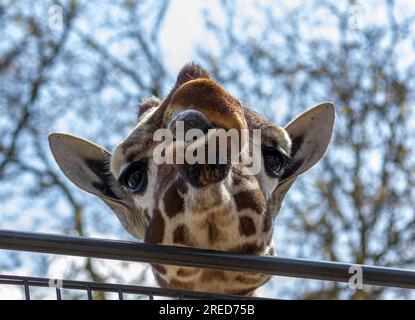 Giraffe, die lustige Gesichter zieht und die lange Zunge herauszieht Stockfoto