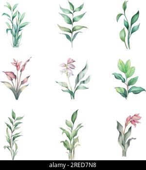 Arundinella nepalensis. Aquarellfarbenes Set aus Blumen, Blättern und Zweigen. Handgezeichnete Illustration Stock Vektor
