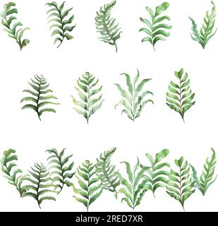Asplenium.Aquarell Satz grüner Farnblätter isoliert auf weißem Hintergrund. Handgezeichnete Aquarelldarstellung. Stock Vektor