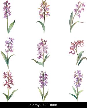 Oreorchis nepalensis. Aquarell-Hyazinthen-Blumenset. Handgemalte Aquarelldarstellung. Stock Vektor