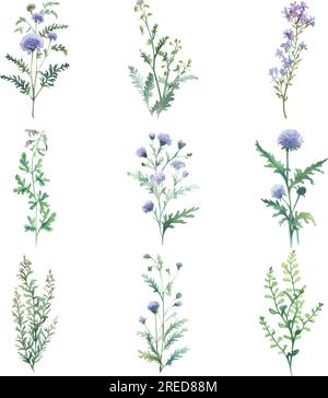 Chorisporatenella. Aquarell Wildblumen Set. Handgezeichnete Darstellung isoliert auf weißem Hintergrund Stock Vektor