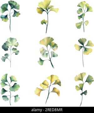 Ginkgo-biloba-Blätter liegen fest. Handgezeichnete Aquarell-Illustration. Stock Vektor
