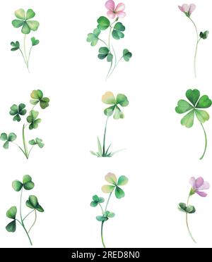Oxalis microphylla. Ein Satz wässriger Kleeblätter auf weißem Hintergrund isoliert. Vektordarstellung. Stock Vektor
