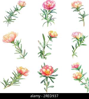 Portulaca oleracea. Aquarellblumen Set. Isoliert auf weißem Hintergrund. Aquarelldarstellung. Stock Vektor