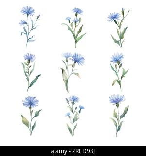 Zichorie. Ein Set wässriger, blauer Maisblüten. Handgezeichnete Illustration. Stock Vektor