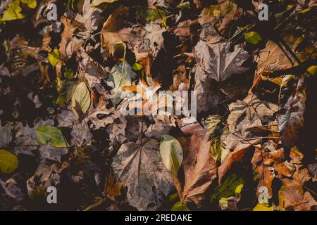 Ein Haufen Herbstblätter liegt auf dem Boden. Stockfoto