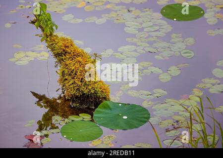 Nahaufnahme von Moos, der in Wasser wächst, umgeben von winzigen Pflanzen. Stockfoto