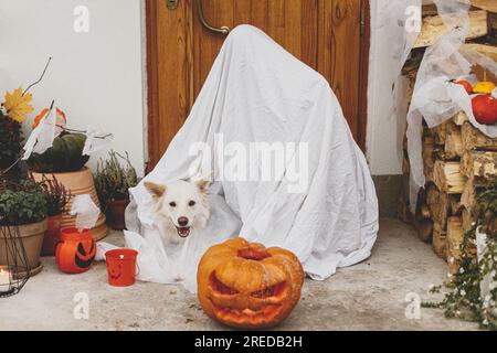 Süßes oder Saures! Gruseliger Geist und süßer Hund vor dem Haus mit Jack o Laternen Kürbis, Spinnengewebe und Kerzen. Besitzer und Hündchen, die als Geist verkleidet sind Stockfoto
