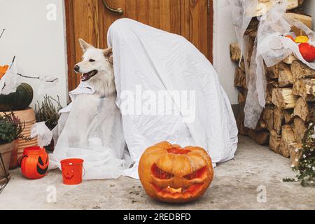Gruseliger Geist und niedlicher Hund mit Jack o Laterne vor dem Haus mit gruseligen halloween-Dekorationen auf der Veranda. Süßes oder Saures! Person und Hündchen, verkleidet als Stockfoto