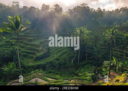 Tegallalang Rice Terrace, eine Reihe von arrangierten Paddies in ubud, bali, indonesien Stockfoto