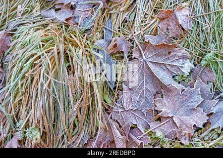 Herbstliche Herbstblätter und verwelktes Gras, das mit Frost bedeckt ist. Frühfröste im Park Stockfoto