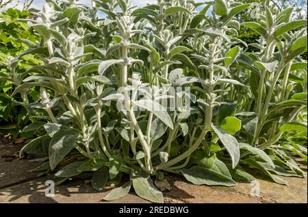 Nahaufnahme von Lämmern Ohr „Silver Carpet“ Blumen (Stachys byzantina) Pflanzen im Garten im Sommer England UK Vereinigtes Königreich GB Großbritannien Stockfoto
