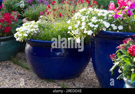 Mischblumen sind blaue Keramiktöpfe Stockfoto