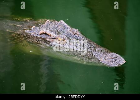 Der Kopf des Siamesischen Krokodils Crocodylus siamensis auf der Wasseroberfläche vor dem Hintergrund des Bodens. Meereslebewesen, exotische Fische, subtropische Stockfoto
