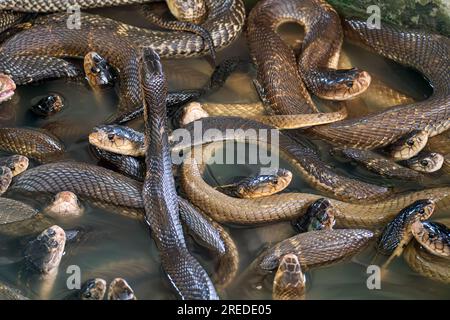 Viele Schlangen im Wasser im Hintergrund. Schlangenfarm Stockfoto