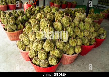 Frische Durianfrucht auf dem Markt. Viele reife Durianfrüchte im Hintergrund. Stockfoto