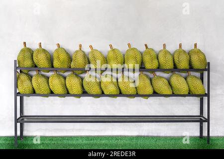 Frische Durianfrucht auf dem Markt. Viele reife Durianfrüchte im Hintergrund. Durianfrüchte liegen in einer Reihe gegen eine graue Wand Stockfoto