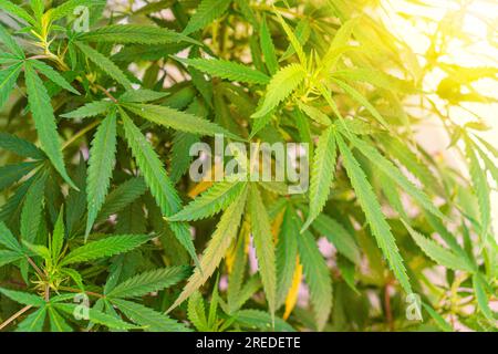 bush Marihuana auf verschwommenem Hintergrund. bush Cannabis bei Sonnenuntergang. Grünes Cannabisblatt in hellen Sonnenstrahlen auf Nahhintergrund. Stockfoto