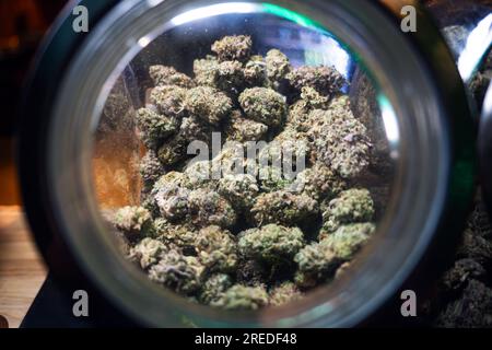 Detail des Cannabisknospen-Stammes auf Glasgefäß. Medizinisches Marihuana-Dispensairekonzept. Marihuana getrocknete Knospen Makrofoto. Stockfoto
