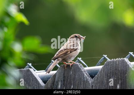 House Sparrow sitzt auf einem Holzzaun und frisst eine Wanze Stockfoto