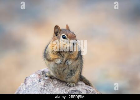 Süßes Eichhörnchen auf einem Felsen mit pastellfarbenem Hintergrund. Stockfoto