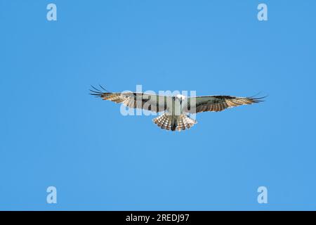 Fischadler im Flug mit voller Flügelspanne offen und Schwanzflosse auf der Jagd nach Nahrung. Stockfoto