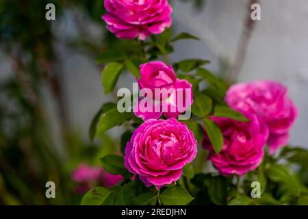 Blick aus der Nähe auf die wunderschöne Rosenvariante Pink Cabbage im Garten. Stockfoto