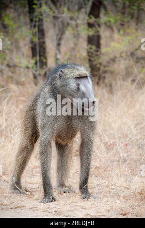 Pavian in seinem natürlichen Lebensraum, Wildlife Observation in Südafrika Stockfoto