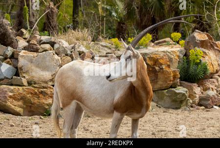 Oryx mit Schlammhörnern, jetzt ausgestorben in der Wildnis Stockfoto