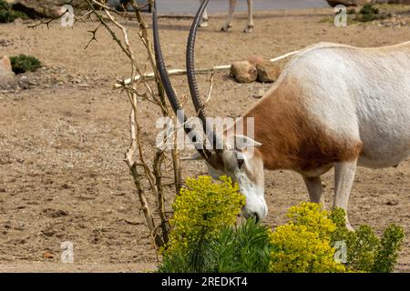 Oryx mit Schlammhörnern, jetzt ausgestorben in der Wildnis Stockfoto