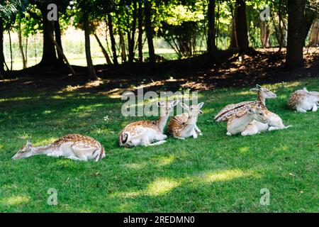 Eine Gruppe von Damhirschen, die auf dem Gras im Schatten von Bäumen ruht Stockfoto