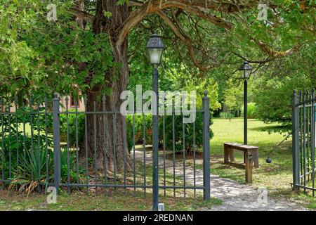 Schöner, einladender Eingang zu einem alten historischen Gebäude mit einem Eisenzaun, einer Bank und Einstiegslichtern mit einem großen Zedernbaum entlang der Verengung des Pfades Stockfoto