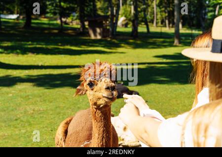 Eine Frau füttert an einem sonnigen Tag auf einer Farm ein junges braunes Alpaka aus ihrer Hand Stockfoto