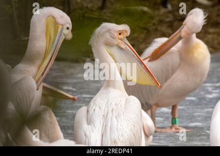Gruppe rosa Pelikane mit großen Schnäbeln im Amsterdamer Zoo Stockfoto