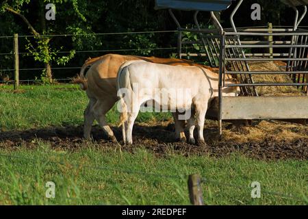 Gruppe Blonde d'Aquitaine Kühe auf der Weide erhalten Ergänzungsfutter Stockfoto