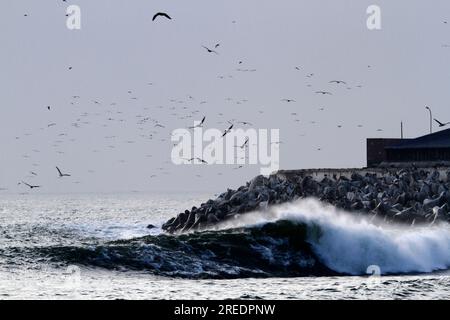 Herde peruanischer Pelikane und Möwen, die über Betonmauern und Felsen neben dem Hafen fliegen, Arica, Region XV, Chile Stockfoto