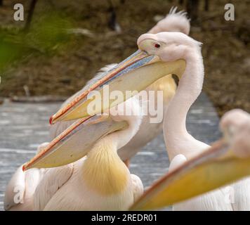 Gruppe rosa Pelikane mit großen Schnäbeln im Amsterdamer Zoo Stockfoto