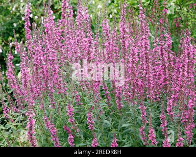 Nahaufnahme der zapfenlila Sommerblüte, krautige, mehrjährige Gartenpflanze Lythrum salicaria feuerkerze oder Purple Losestrife. Stockfoto