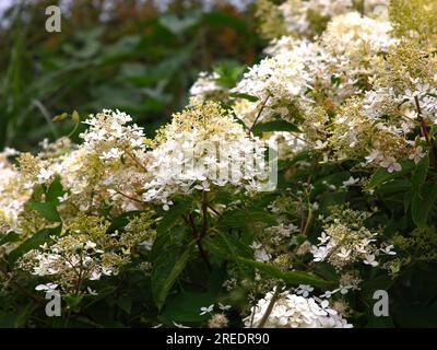 Uber die Verengung der weissen Blütenköpfe des mehrjährigen Gartenstaubphantoms Hordrangea paniculata. Stockfoto